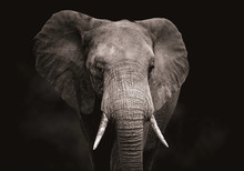 Close Up Of An Elephant Head