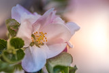 Fototapeta  - kwiat dzikiej róży
