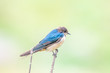 Swallow on a branch at Hoskote Lake Bangalore Karnataka