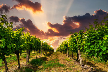 Poster - Beautiful vineyard at sunset. Travel around Tuscany, Italy