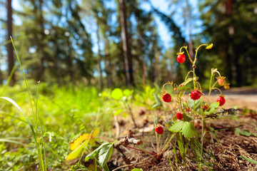 Poster -  Wild strawberries at sunny day in forest.