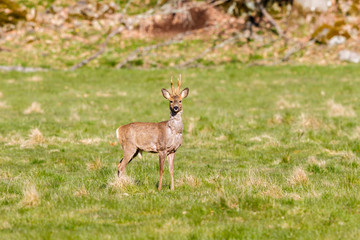 Poster - Roebuck looking at the camera on a grass meadow