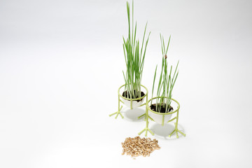 two eggshells in egg stands in the form of bird's feet with sprouted stems of green wheat sprouts stand one behind the other on a white background