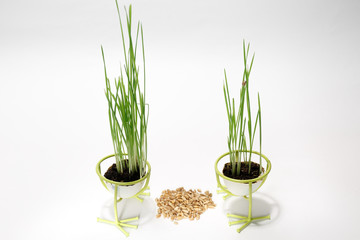 green wheat sprouts sprouted in two eggshells are in an egg stand in the form of bird's feet in front of dry grains