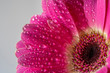 Barberton daisy in close up