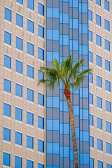 Poster - Palm Tree by Hotel with Blue Windows