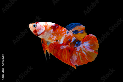 Wild Betta Fish Siamese Fighting Fish Pla Kad Biting Fish Isolated On Black Background File Contains A Clipping Path Stock Photo Adobe Stock