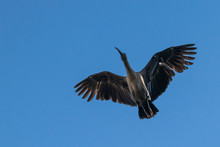 Hadeda Ibis (Bostrychia Hagedash) Bird In Flight
