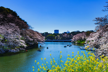 Wall Mural - Landscape of spring Tokyo city view in Japan