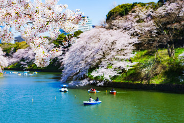 Wall Mural - Landscape of spring Tokyo city view in Japan