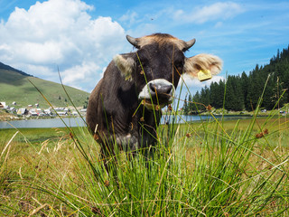 waird photo of a cow on meadow