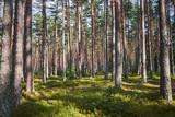 Fototapeta Las - The Tall Pine Tree Forest