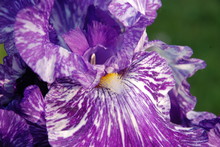 Close Up Of A Purple And White Stripped Bearded Iris