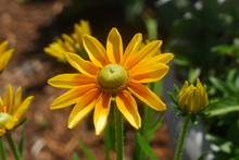 Black Eyed Susan Orange Flower Free Stock Photo - Public Domain Pictures