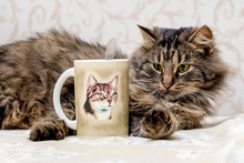 A Brown Furry Cat Lies Near A Mug With Tea_