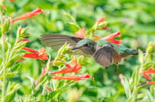 Broadtail Hummingbird Feeding At A Flower