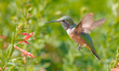 broad-tailed hummingbird feeding at a flower