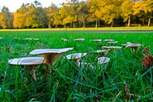 The Fairy Ring Mushrooms (Chlorophyllum Molybdites, Garden Fungi) Backyard Mushroom Growing On Grass With Blurred Yellow Trees As Background.