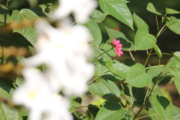 Periwinkle Dwarf White Little Blanche Catharanthus Roseus. white flowering vinca. Close Up