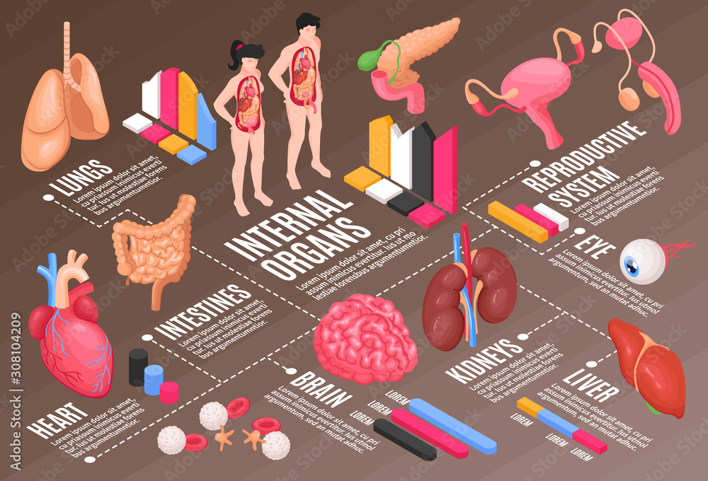 Human Anatomy Flowchart Stock Vector | Adobe Stock