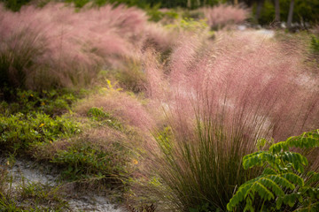 A field of pink muhly grass