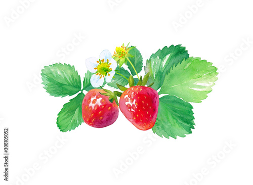イチゴの水彩イラスト 花 葉 果実のセット Adobe Stock でこのストックイラストを購入して 類似のイラストをさらに検索 Adobe Stock