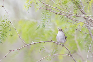 Canvas Print - Bewick's wren natural pictures on a texas ranch 