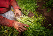 © Wil.Amaya - Agricultura colombiana en el municipio de Marinilla Antioquia; zanahoria, repollo, tomate y diversas verduras que se producen en las montañas antioqueñas