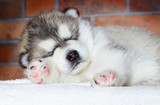 Fototapeta Koty - cute puppy sleeping breed alaskan malamute