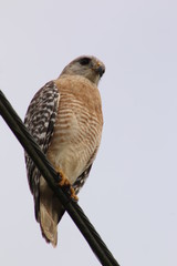 Canvas Print - Red-tailed Hawk