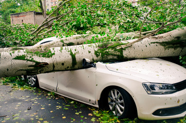 Hurricane consequences in the city. The car is crushed by a poplar