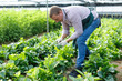 © JackF - Farmer caring for malabar spinach plants