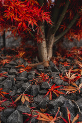 Wall Mural - Red brown Japanese maple leaves lying on the ground