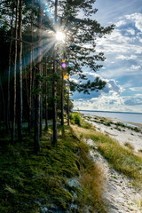 Wall Mural - Beautiful Nature: Forest, beach, sea and sun. Jurmala, Latvia