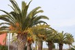 Palmiers sur le parvis de la Fe Di Biou dans le village Le Grau du Roi - Département du Gard - Languedoc Roussillon - Région Occitanie - France
