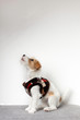 Szczeniak Jack Russell Terrier leży na szarym kocu. Białe 