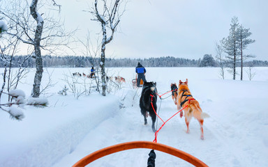 Wall Mural - Man with Husky family dog sled in winter Rovaniemi of Finland of Lapland. People and Dogsled ride in Norway. Animal Sledding on Finnish farm, Christmas. Sleigh. Safari on sledge and Alaska landscape.