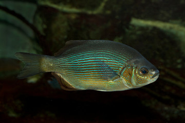 Wall Mural - Striped surfperch or striped seaperch (Embiotoca lateralis).