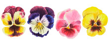Set Of Colored Pansy Flowers On Isolated White Background, Watercolor Hand Drawn Pansies. Stock Illustration.
