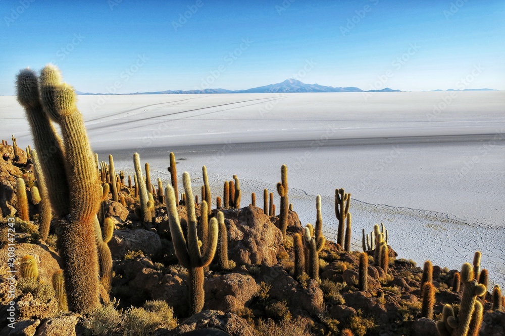 Fascinating cactus island Isla Incahuasi in salt flat Salar de Uyuni,  Bolivia Stock Photo | Adobe Stock
