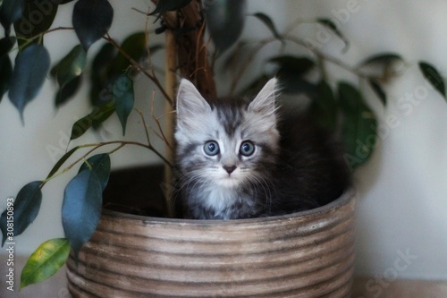 Maine coon kitten sitting in house plant Poster Mural XXL
