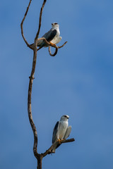 Wall Mural - Black-winged Kite (Elanus caeruleus), Udawalawe National Park, Sri Lanka