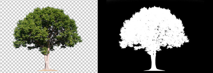 tree on transparent picture background with clipping path