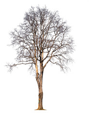 Aufkleber - death tree on white background