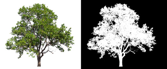 Wall Mural - isolated tree on white background with clipping path