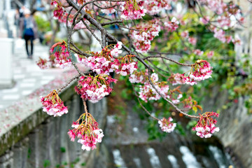 Wall Mural - Blooming of Atami-zakura (cherry blossom in Atami) at Atami city in February