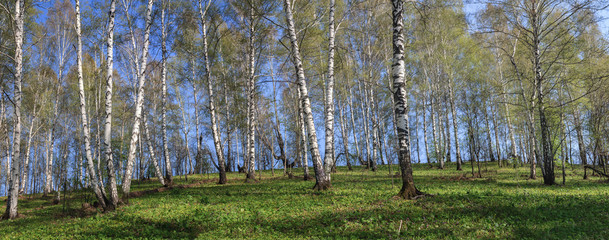 Spring forest