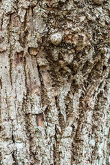 Wall Mural - close up surface texture of cracked bark on tree trunk