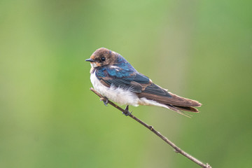 Swallow on a branch at Hoskote Lake Bangalore Karnataka