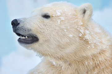 polar bear on a white background